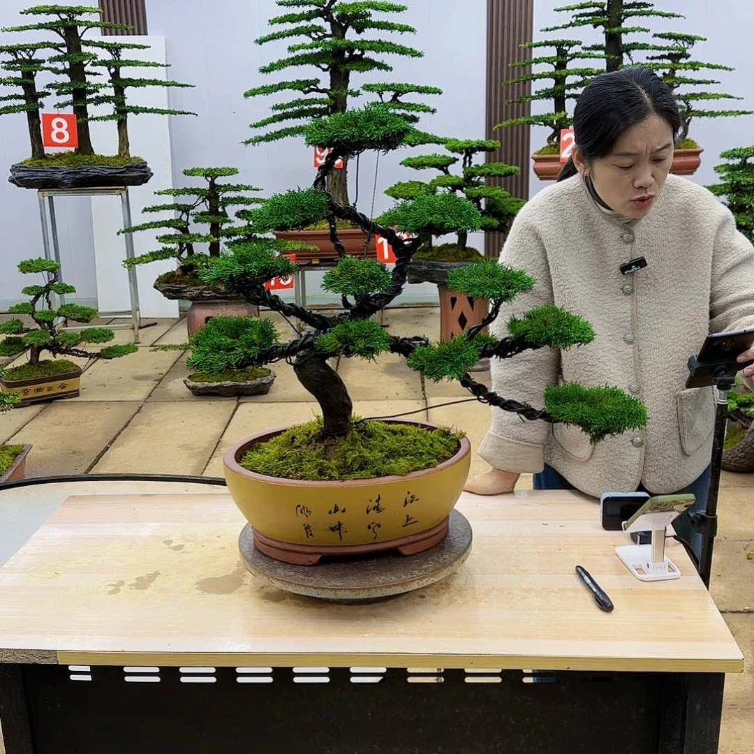 盆景直播间一物一拍