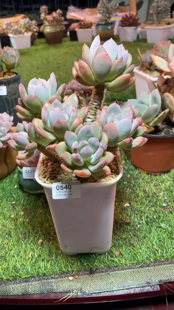 【闪购商品】0540