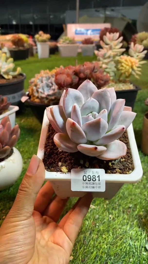 【闪购商品】0981