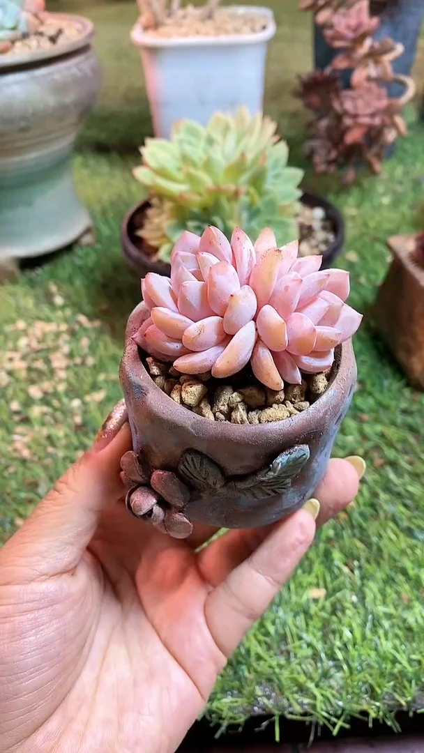 【闪购商品】0202