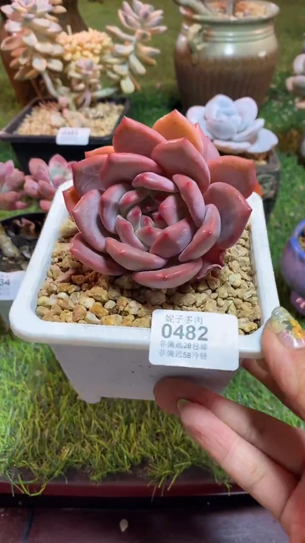 【闪购商品】0482