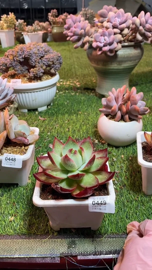 【闪购商品】0449