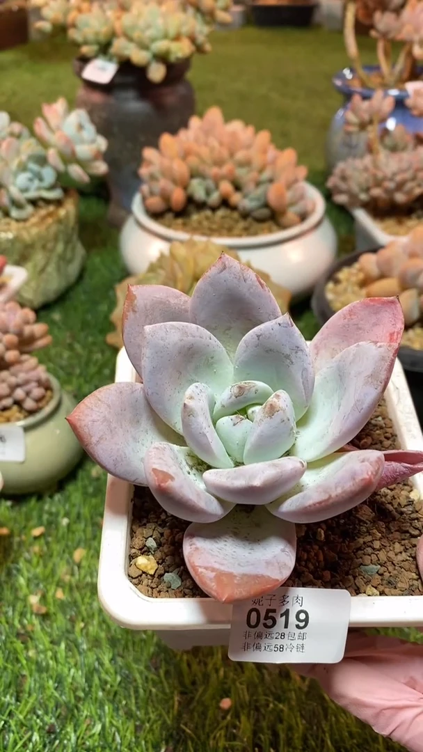 【闪购商品】0519