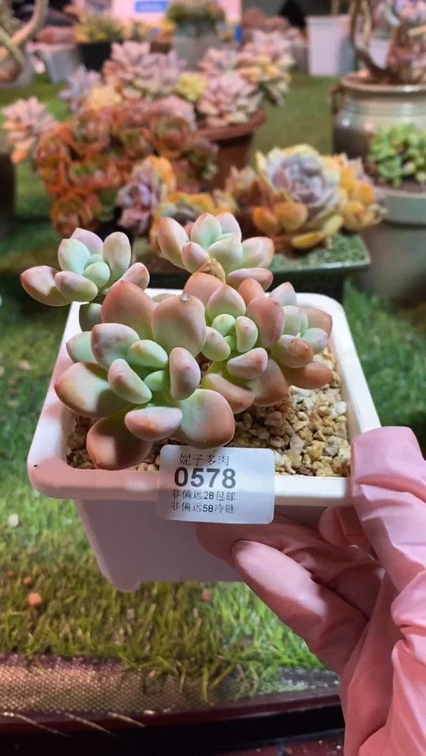 【闪购商品】0578