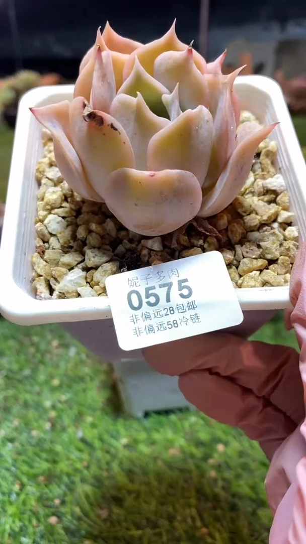 【闪购商品】0575