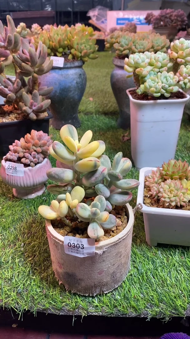 【闪购商品】0303