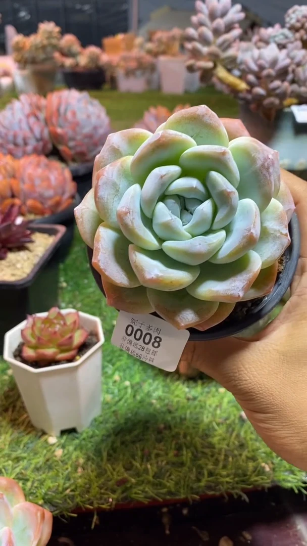 【闪购商品】0008