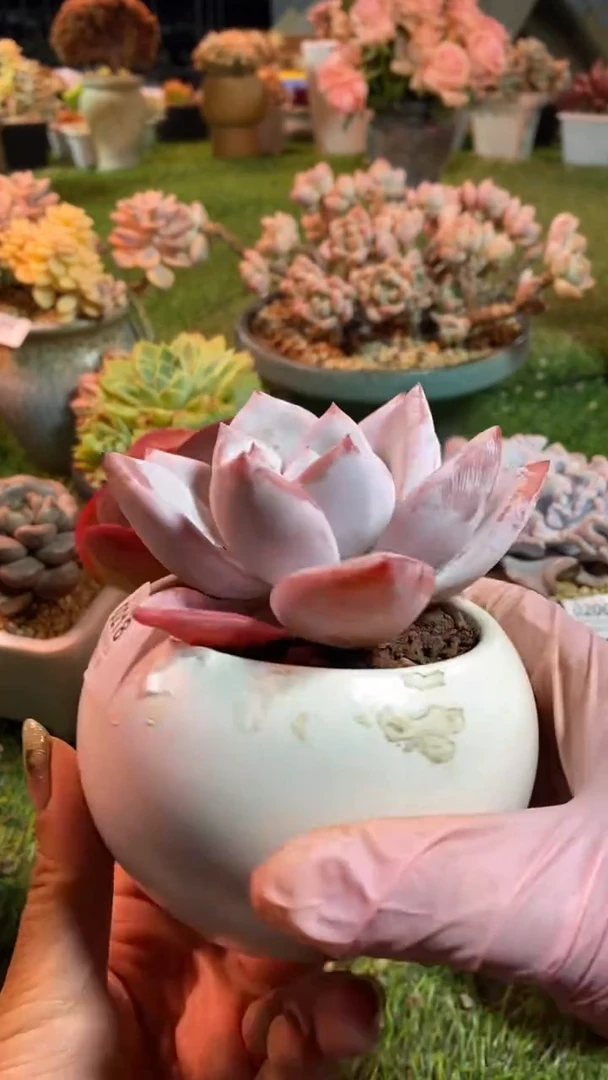 【闪购商品】0218