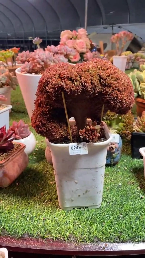 【闪购商品】0249