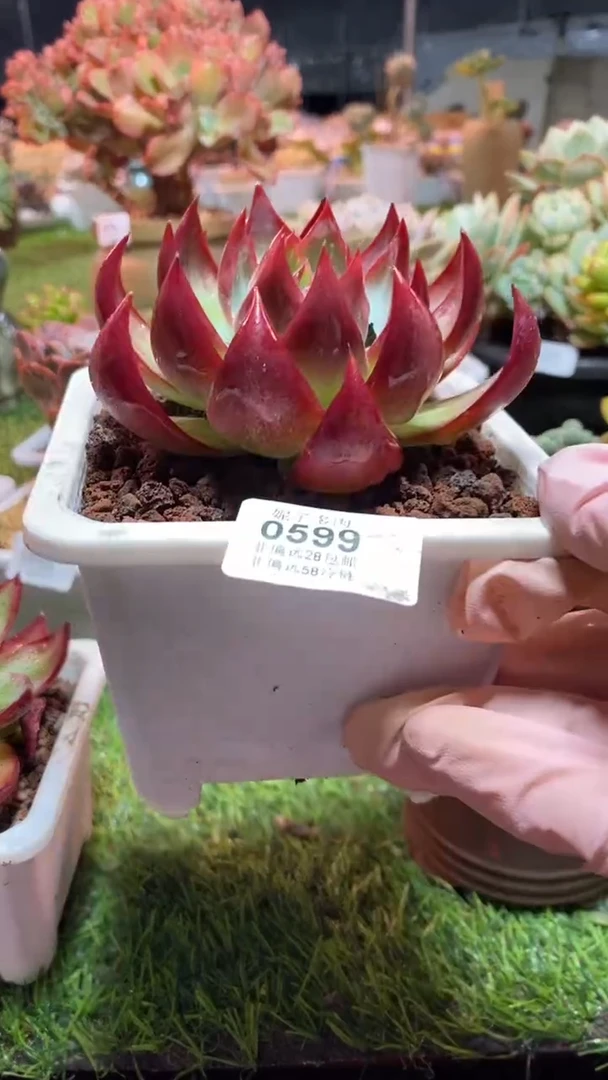 【闪购商品】0599