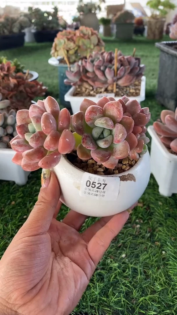 【闪购商品】0527