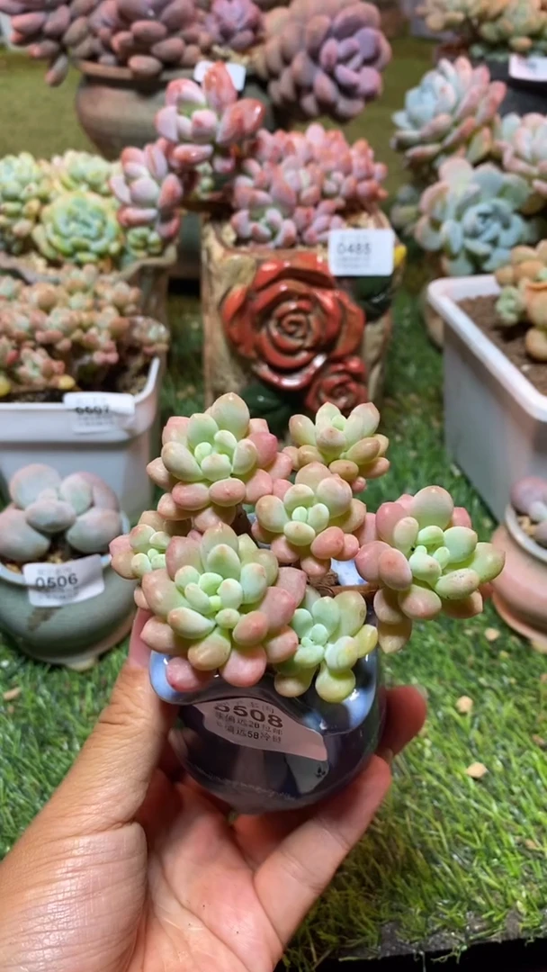 【闪购商品】0508