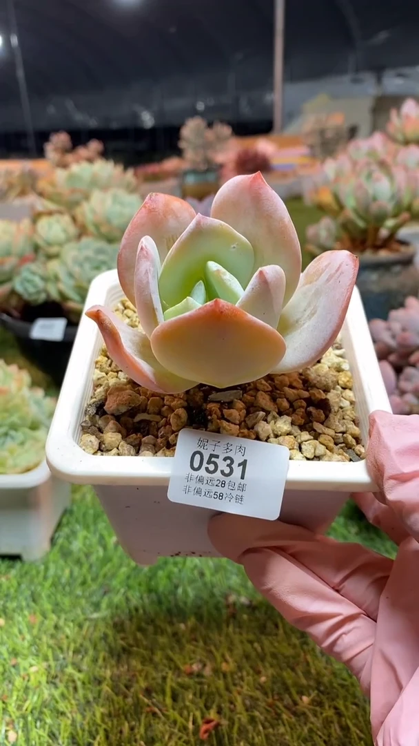 【闪购商品】0531