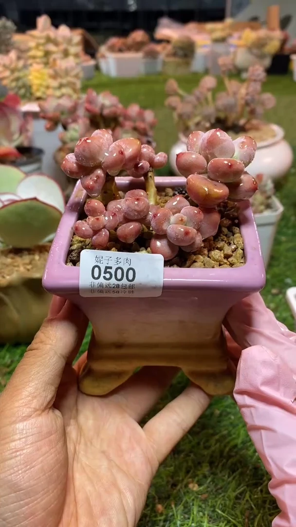 【闪购商品】0500