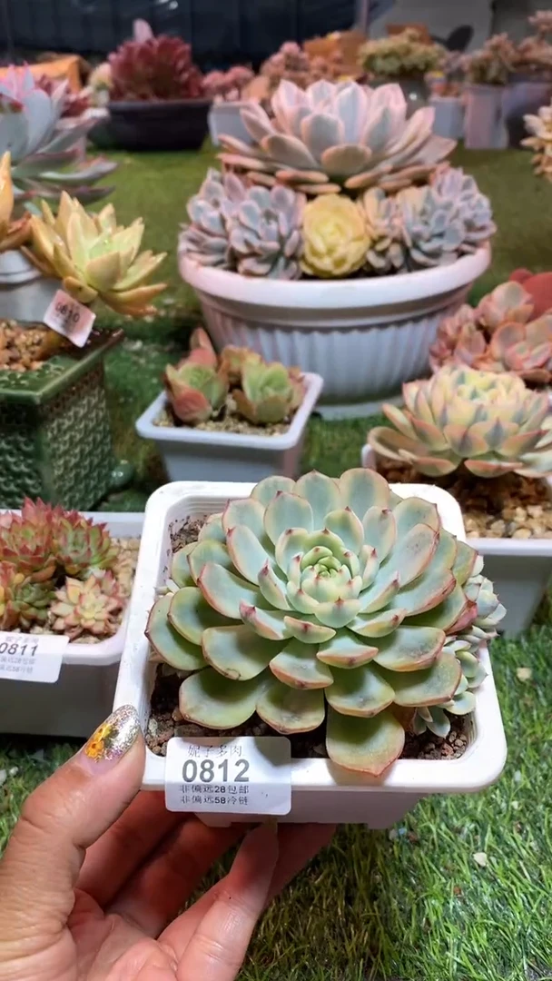 【闪购商品】0812