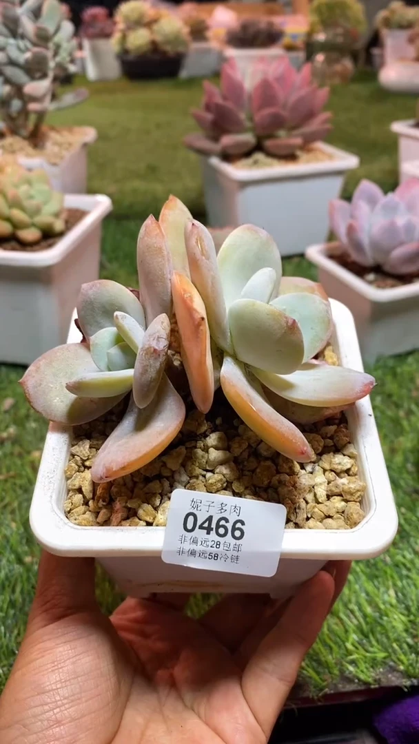 【闪购商品】0466