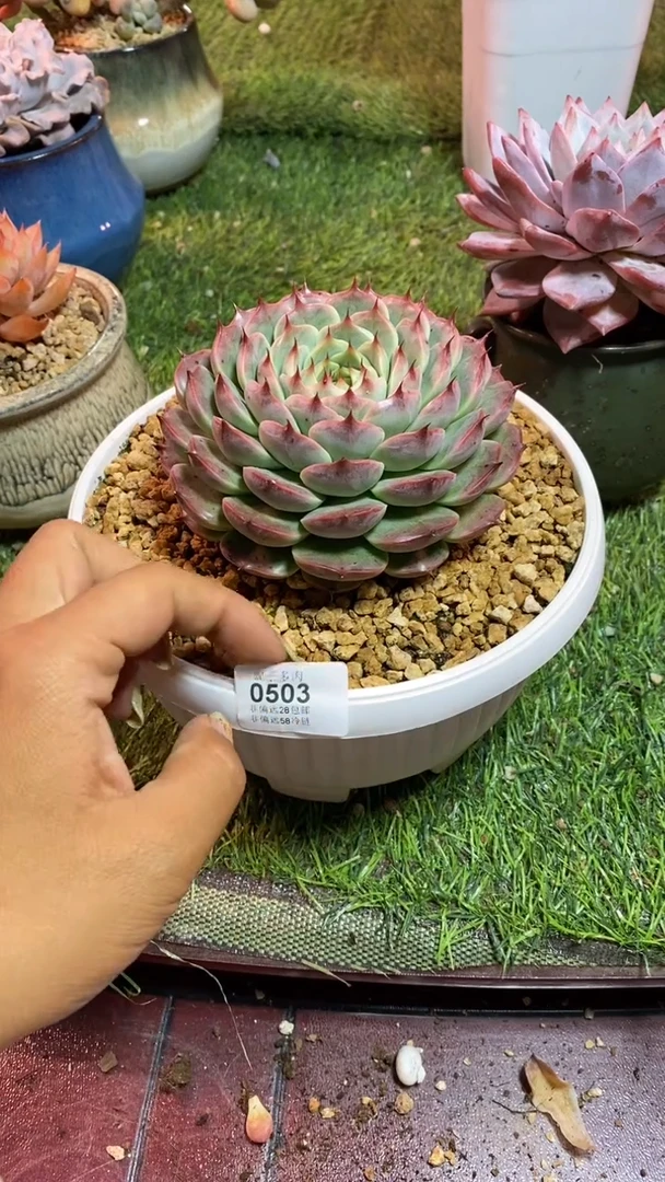 【闪购商品】0503