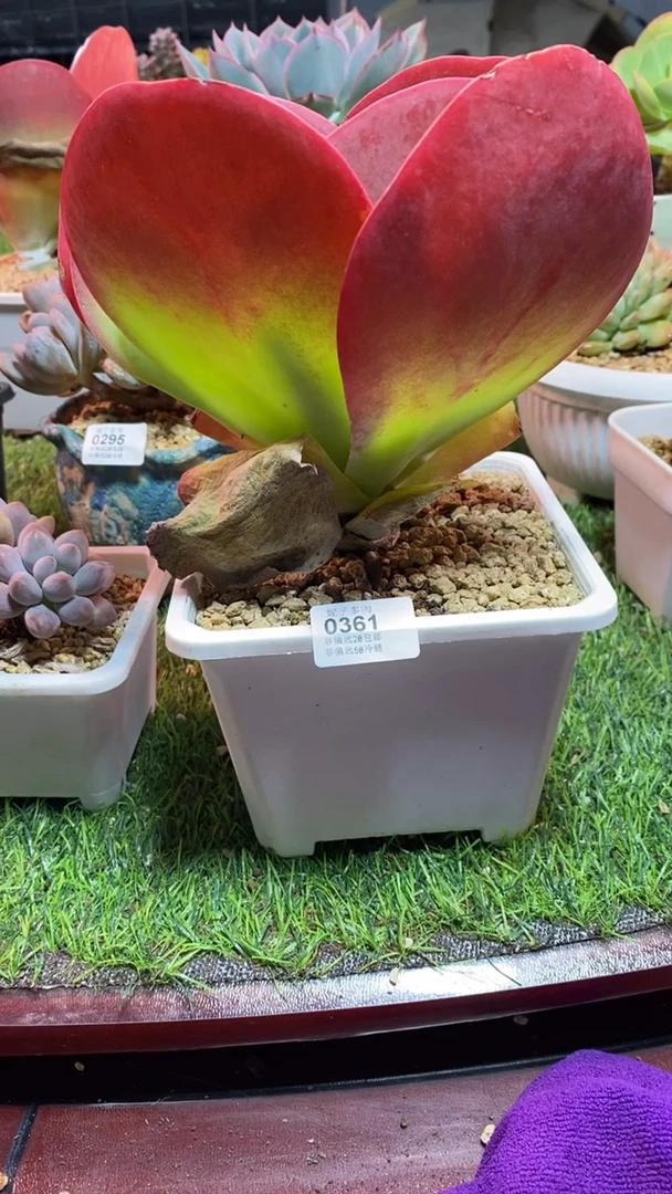 【闪购商品】0954