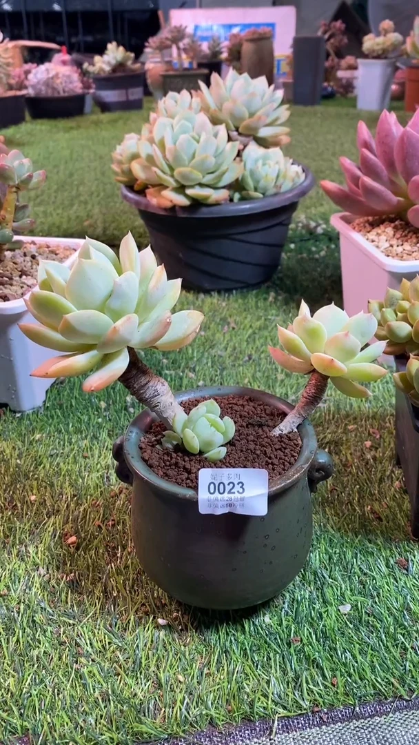 【闪购商品】0023