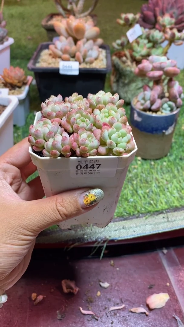 【闪购商品】0447