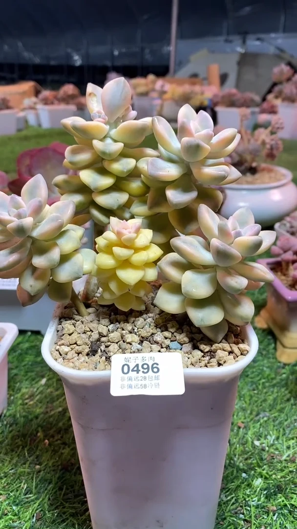 【闪购商品】0496