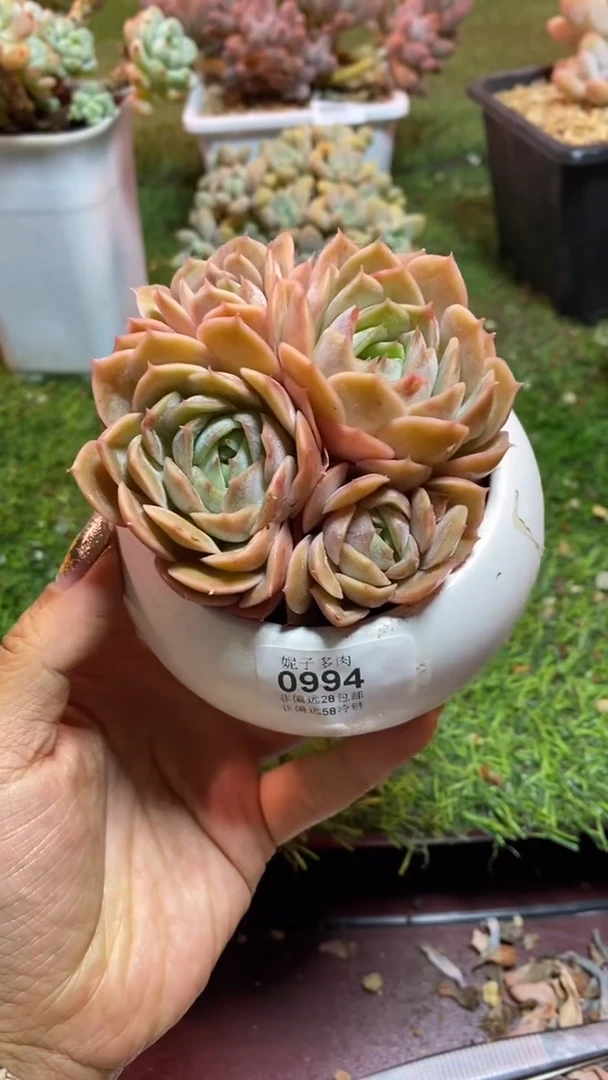 【闪购商品】0994