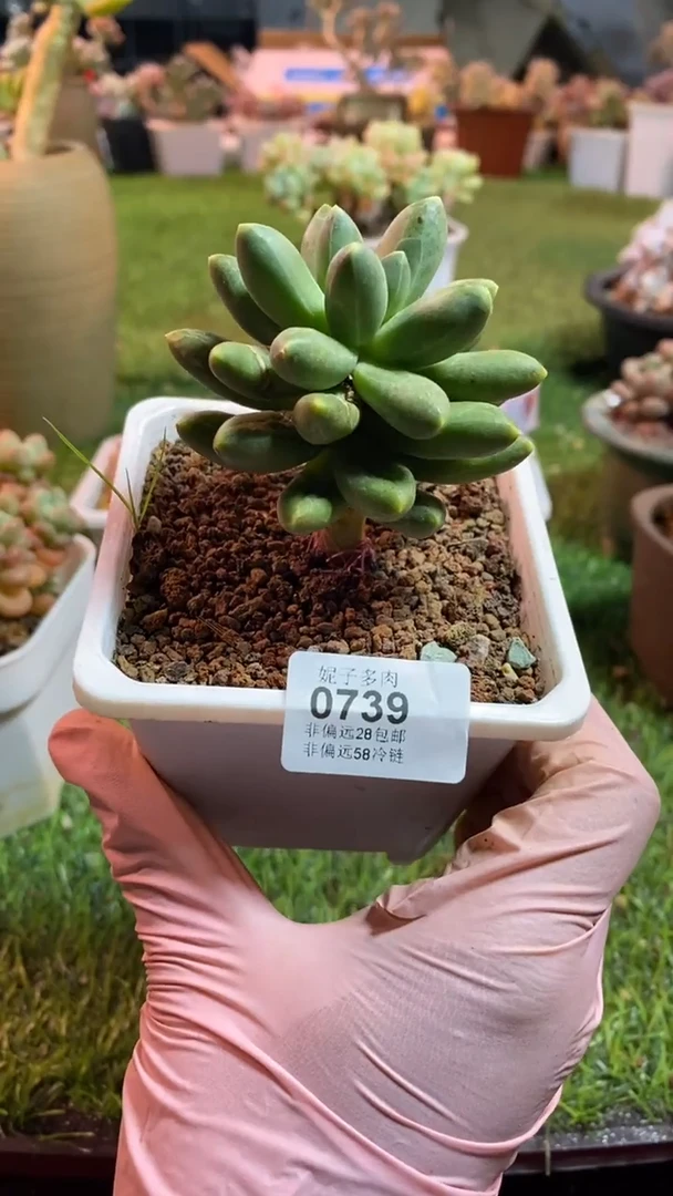 【闪购商品】0739