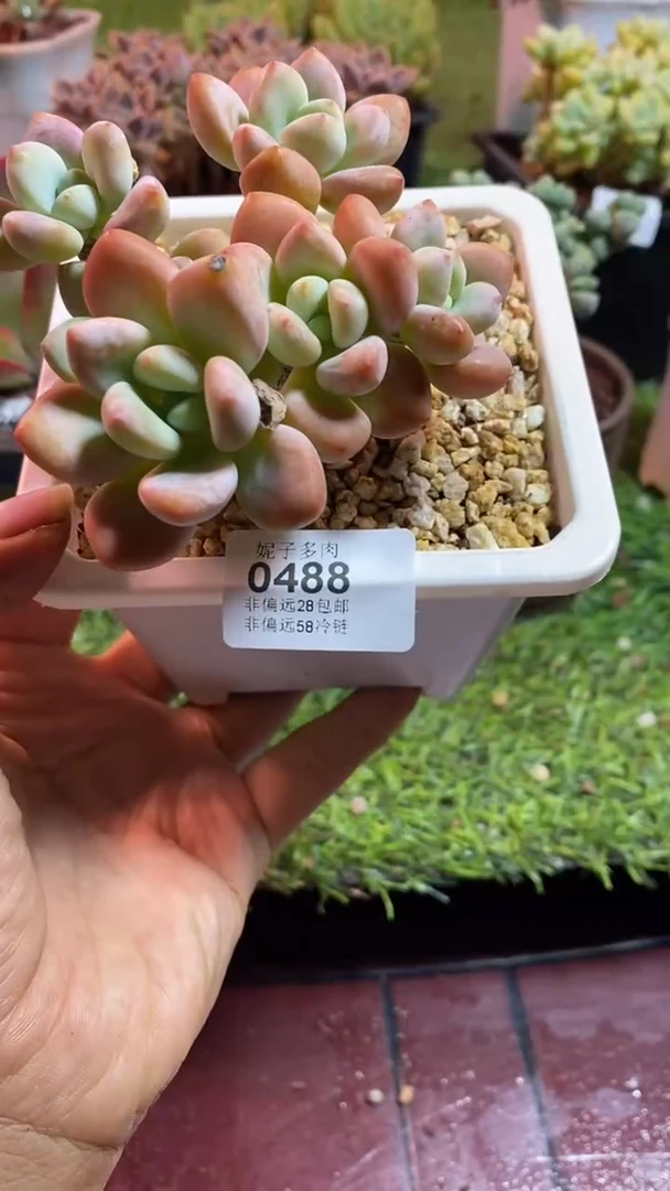 【闪购商品】0488