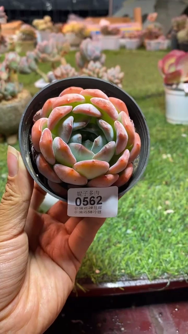 【闪购商品】0562