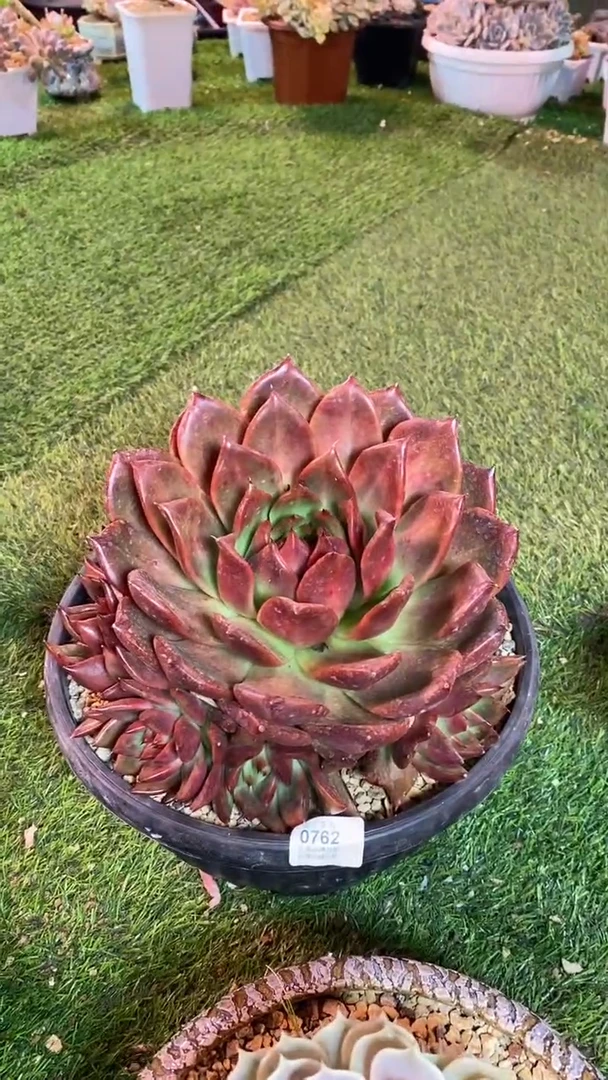 【闪购商品】0762