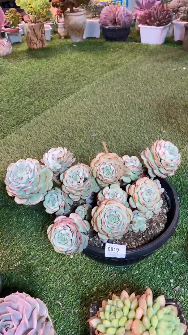 【闪购商品】0819