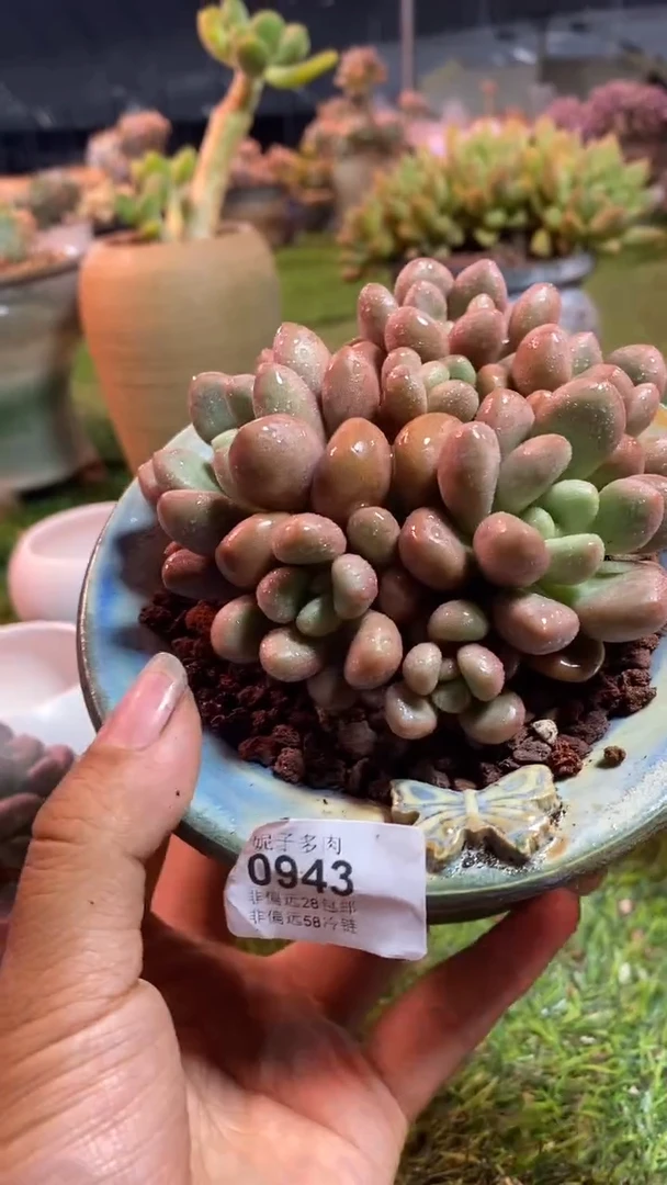 【闪购商品】0943