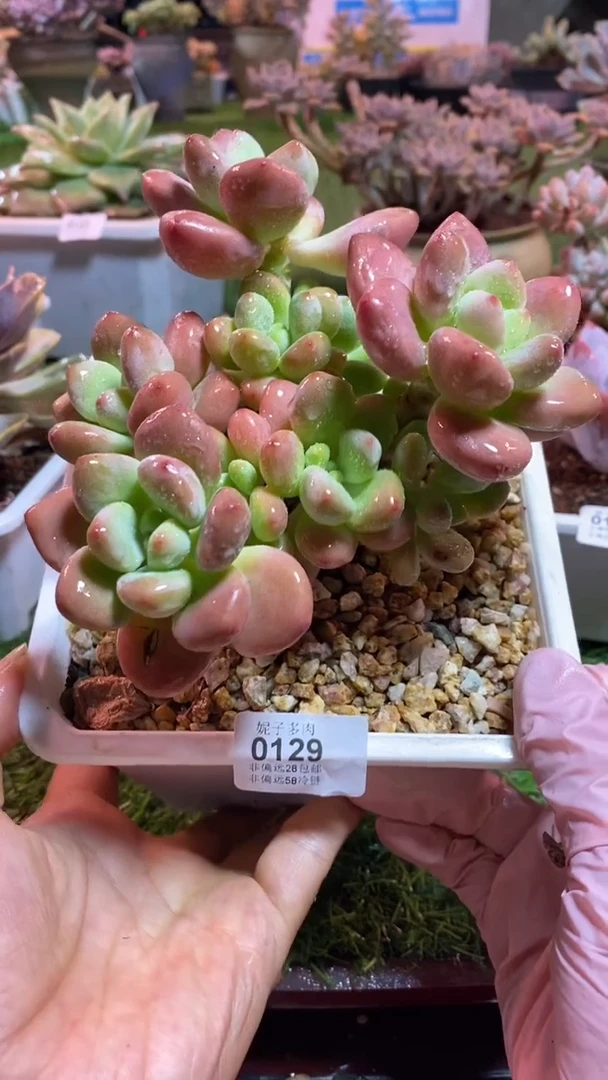 【闪购商品】0129