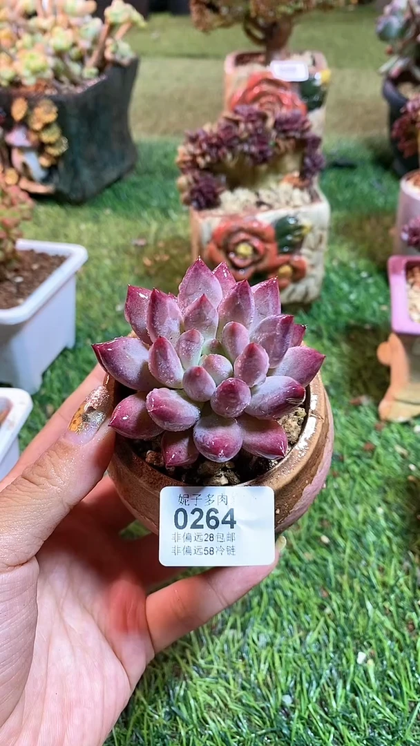 【闪购商品】0264