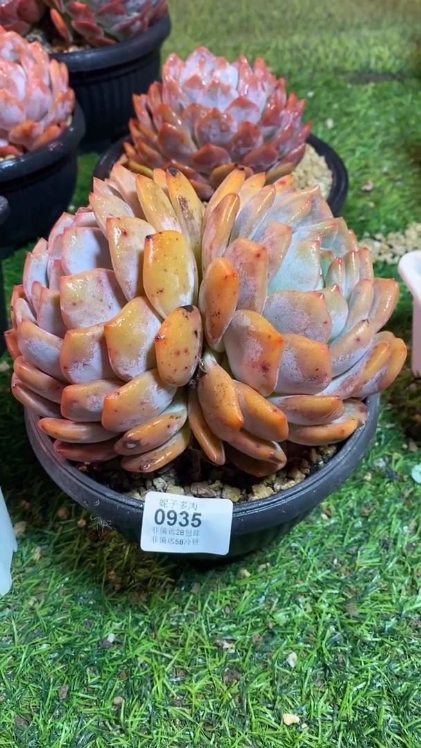 【闪购商品】0935