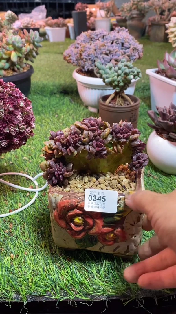 【闪购商品】0345