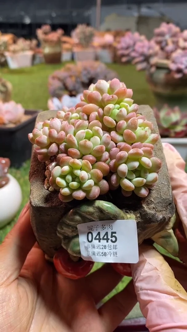 【闪购商品】0445