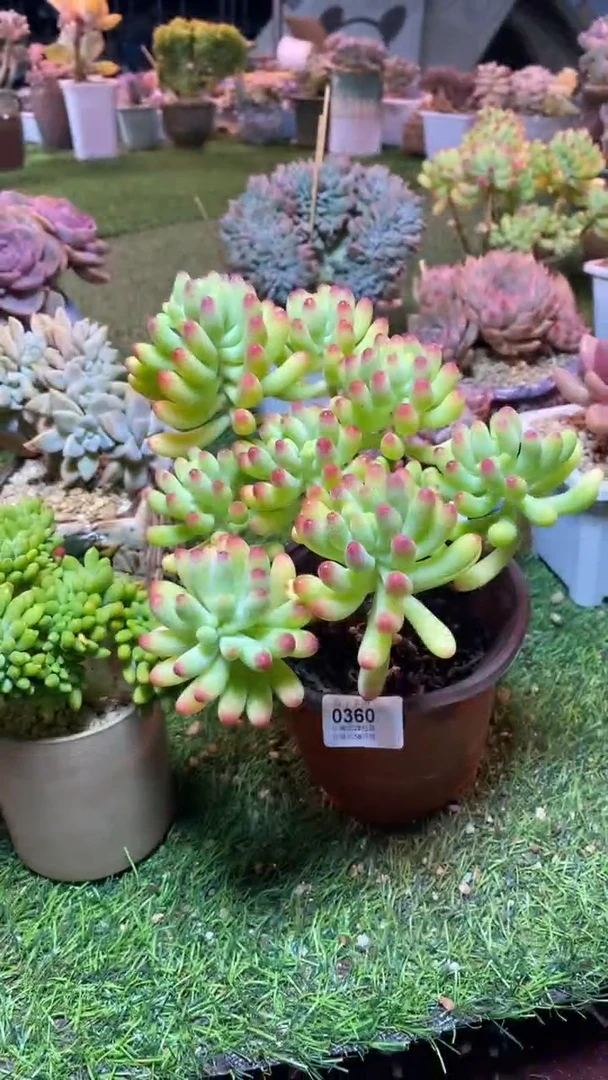 【闪购商品】0360