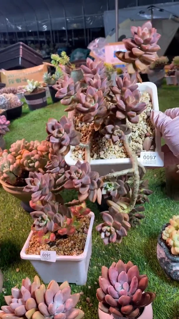 【闪购商品】0097