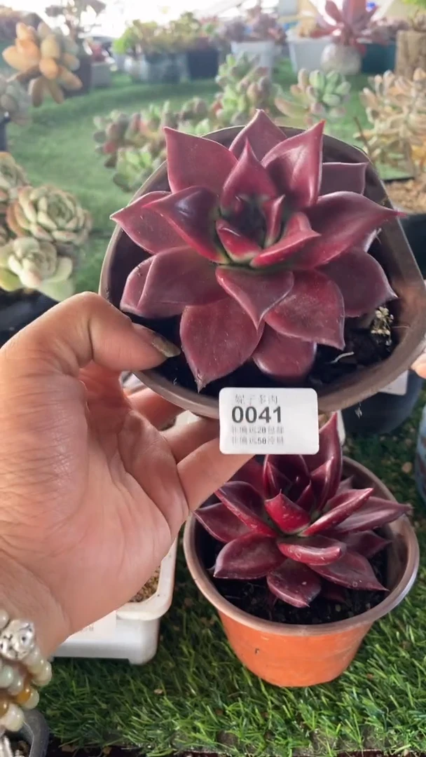 【闪购商品】0041