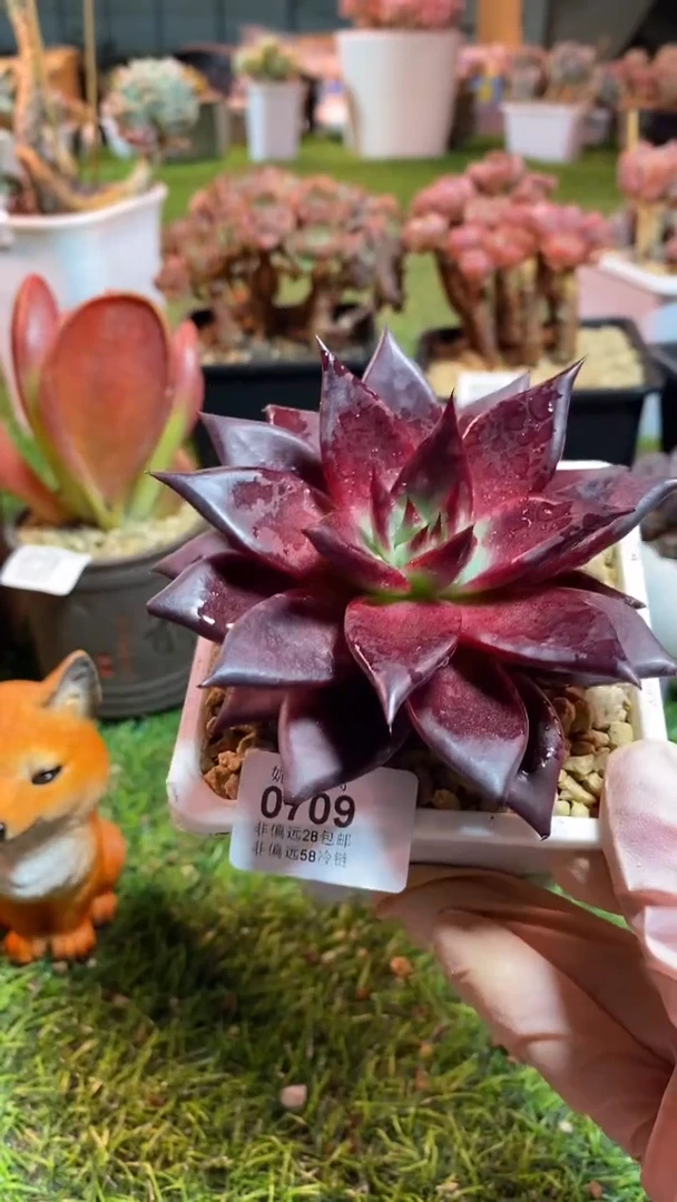 【闪购商品】0709