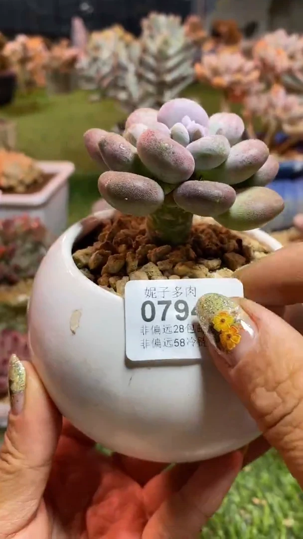 【闪购商品】0794