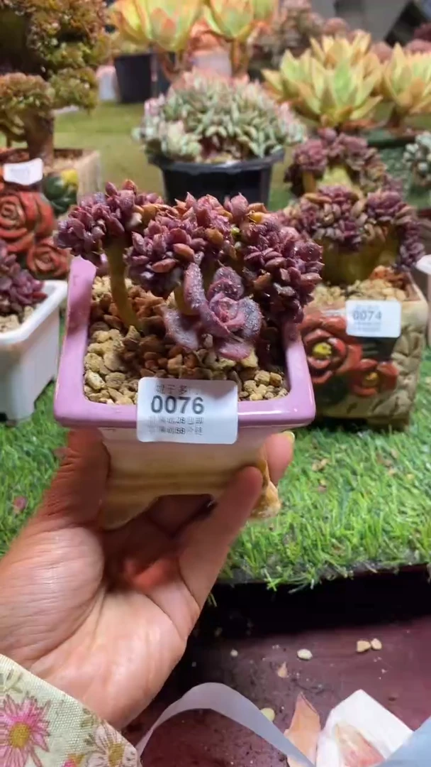 【闪购商品】0076