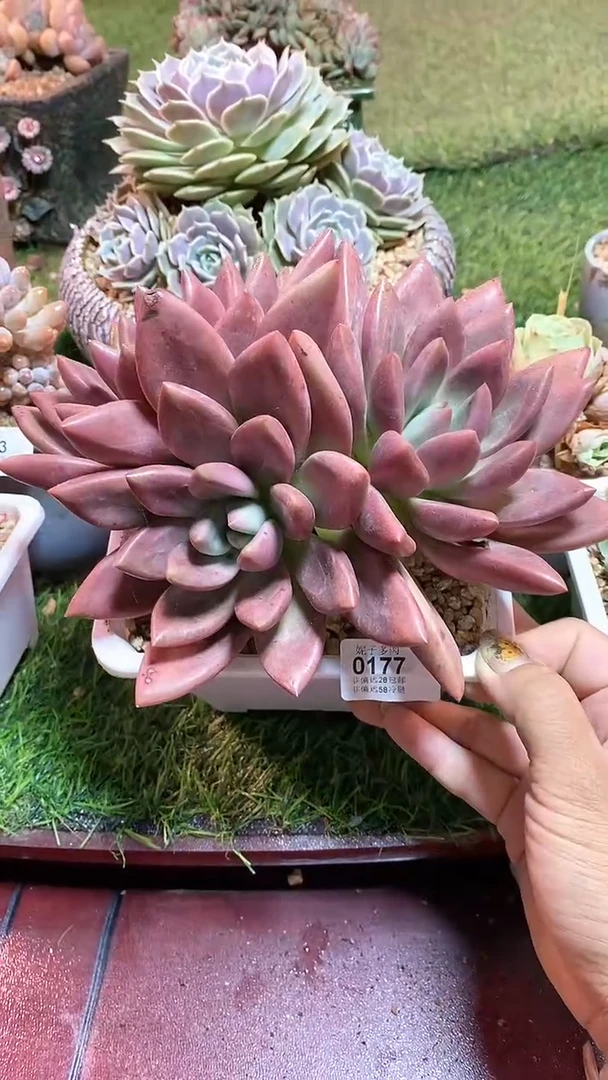 【闪购商品】0177