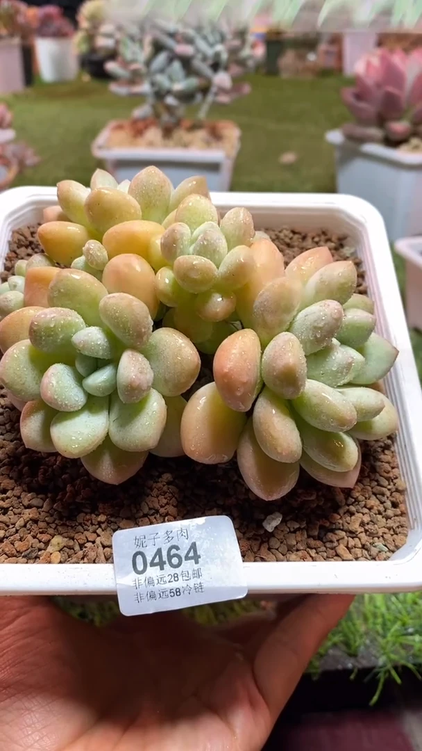【闪购商品】0464