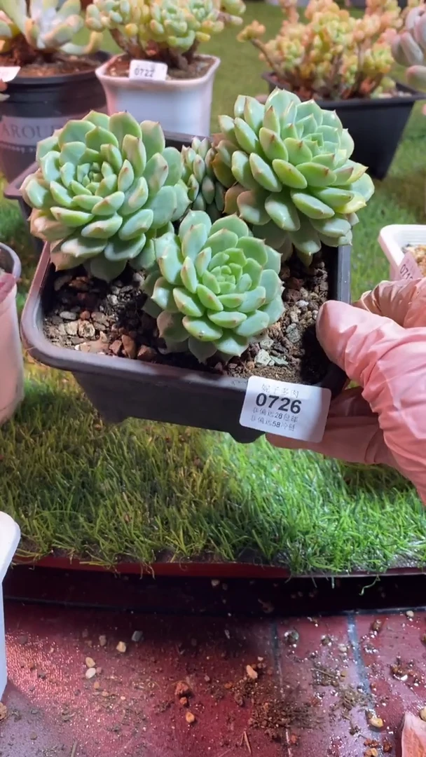 【闪购商品】0726