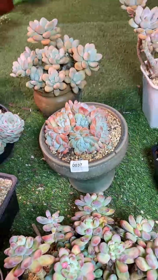 【闪购商品】0037