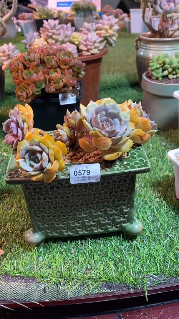 【闪购商品】0579