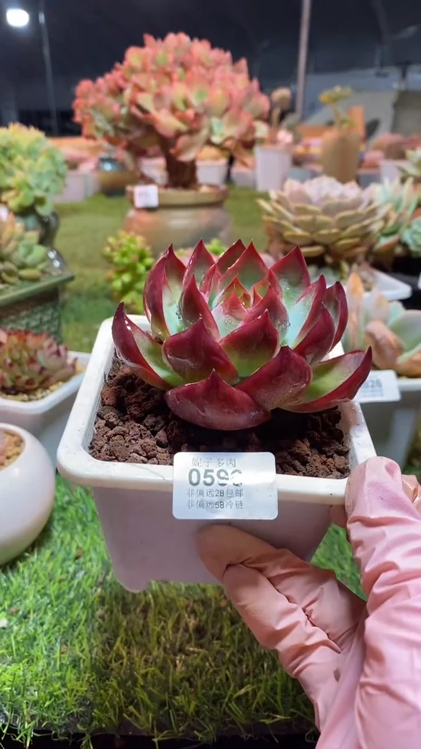 【闪购商品】0596