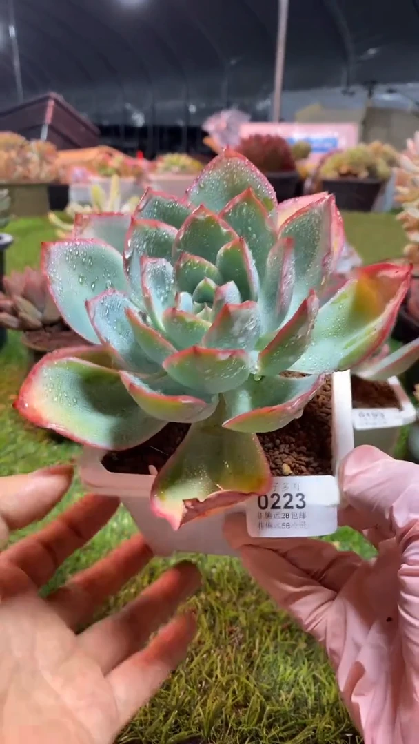 【闪购商品】0223